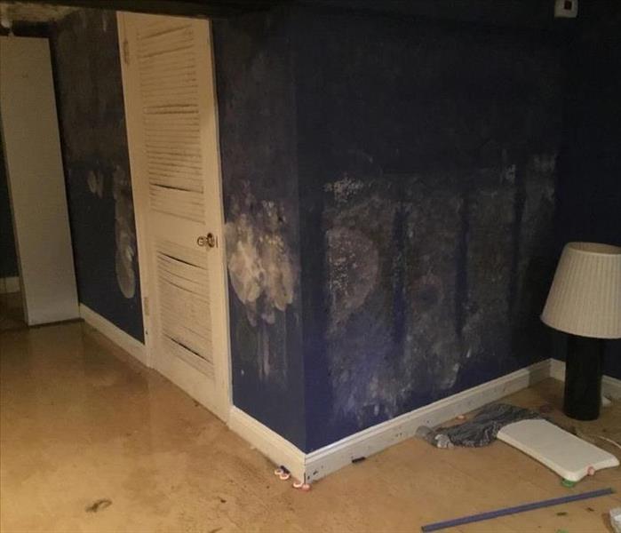 Mold on walls in a basement
